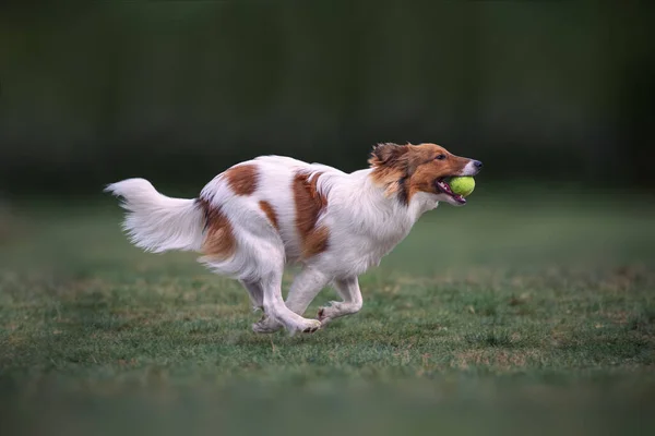 Sheltie Cão Correndo Com Tennisball Boca — Fotografia de Stock