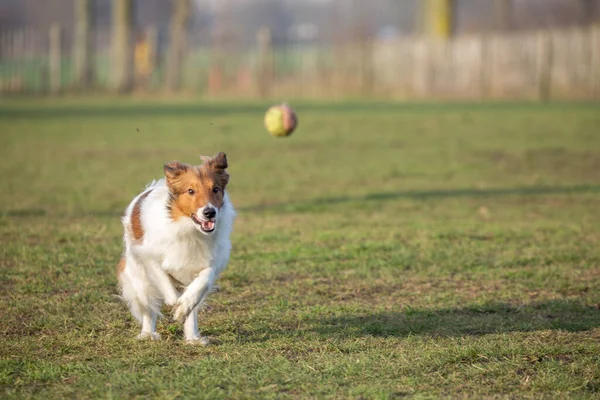 シェルティは犬公園で草の中を走るテニスボールに焦点を当てた 楽しい犬 — ストック写真