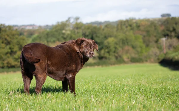 Brun Labrador Tittar Bakåt Medan Viftar Svans Gröna Fält — Stockfoto