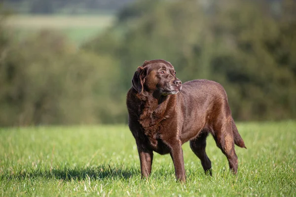 Brun Labrador Tittar Sidledes Fältet Grönt Gräs — Stockfoto