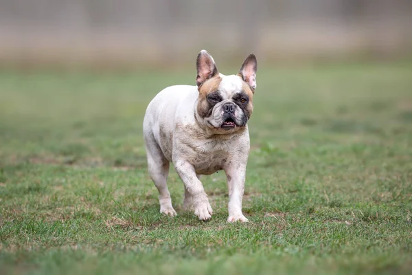 Cute French Bulldog Walking Grass Giving Funny Look — Stok fotoğraf