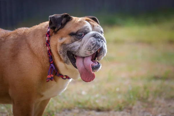 English Bulldog Standing Looking Funny Eyes While Long Tongue Sticking — ストック写真