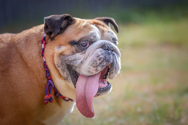 English Bulldog Looking Funny Eyes While Long Tongue Sticking Out — ストック写真