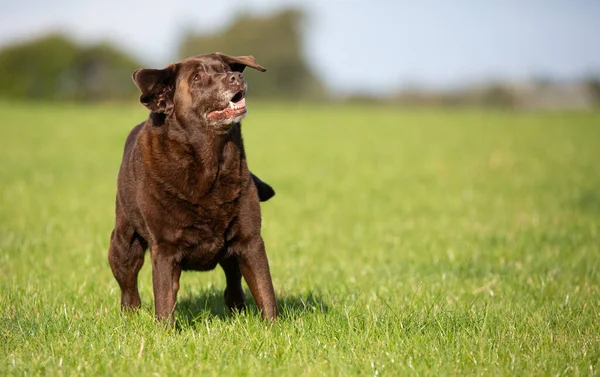 Funny Brown Labrador Looking Sideways Grass — Stockfoto