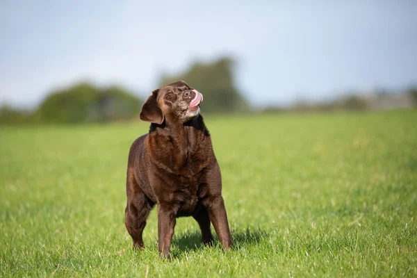 Funny Brown Labrador Having Fun Tongue Sticking Out Touching Nose — Stockfoto
