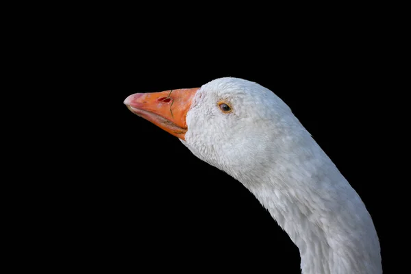 Funny Eye Look White Goose Head Neck Black Background Closeup — 图库照片