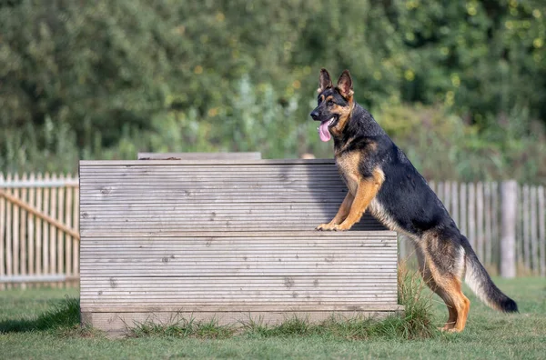 German Shepard Dog Standing Wooden Steps Dog Park — Stockfoto