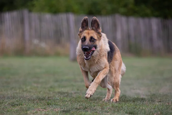 German Shepard Running While Tongue Sticking Out — 图库照片