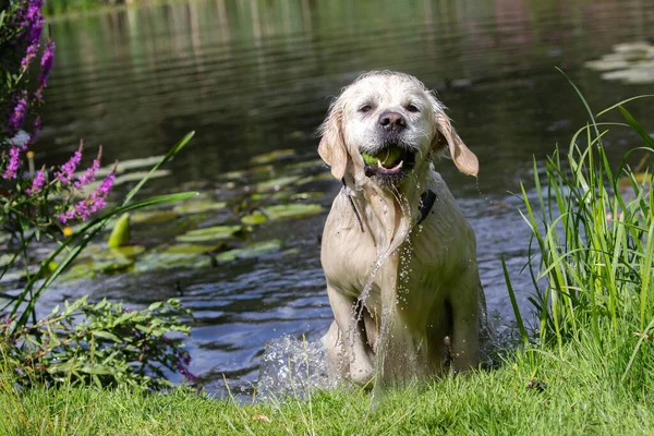 Golden Retriever Coming Out Water Tennis Ball Mouth — Fotografia de Stock