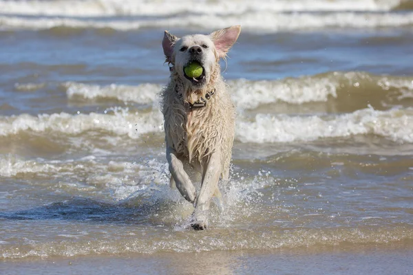 Golden Retriever Running Out Sea Tennis Ball His Mouth — Stock fotografie