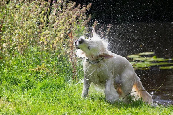 Golden Retriever Shaking Head Water Swimming Lake Summer — Stock Photo, Image