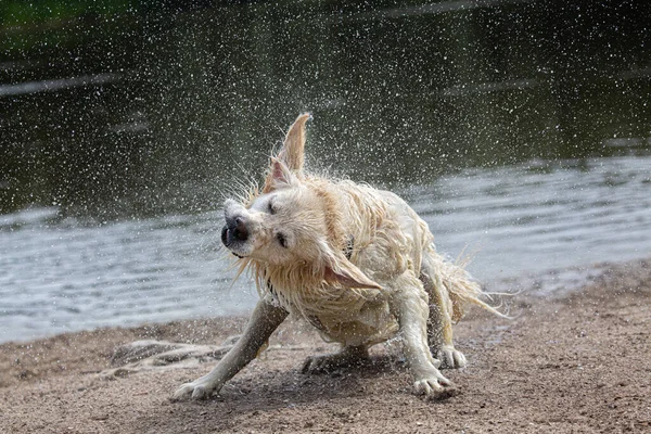 Golden Retriever Shaking Water Lots Droplets Flying — Fotografia de Stock