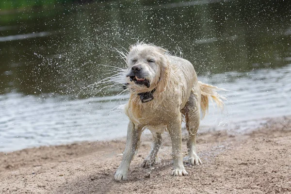 Golden Retriever Shaking Water Beach Wearing Collar —  Fotos de Stock