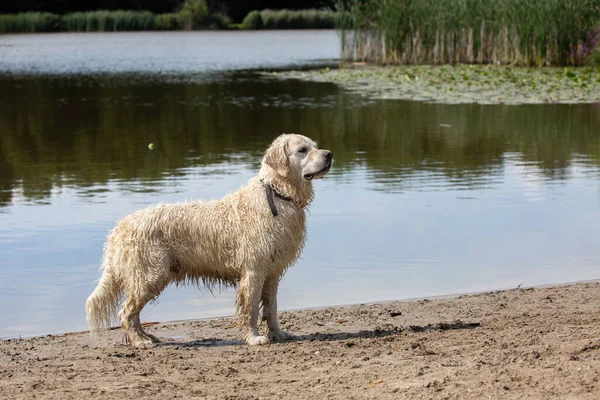 Golden retriever standing by the water on the sand