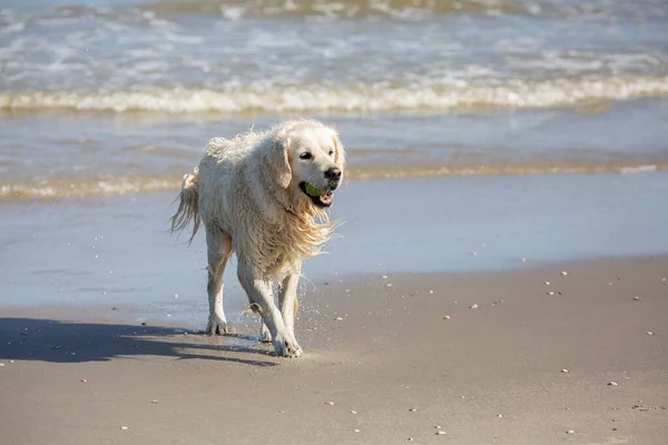 Golden retriever walking on the beach with tennis ball in mouth