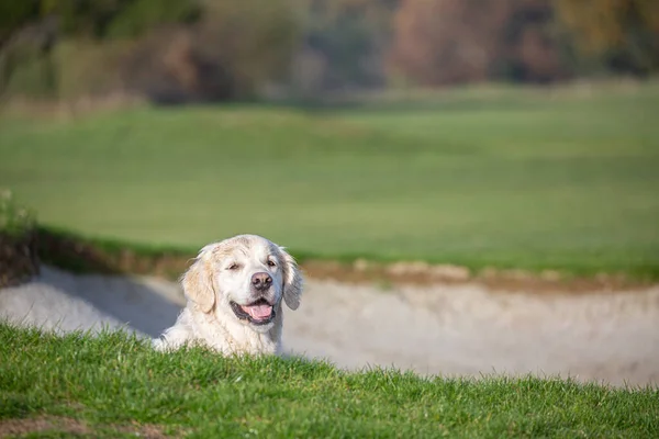 Happy Golden retriever head sticking out of sand bunket at golf course