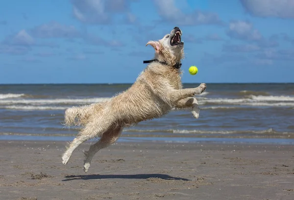 Labrador Retriever Beach Jumping Tennis Ball Having Fun Showing Teeth — Stock fotografie