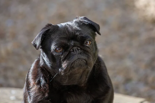 Pug Looking Serious Small Black Dog — ストック写真