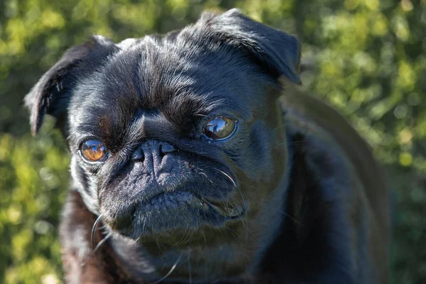 Small Black Pug Dog Head Closeup Shiny Brown Eyes — ストック写真