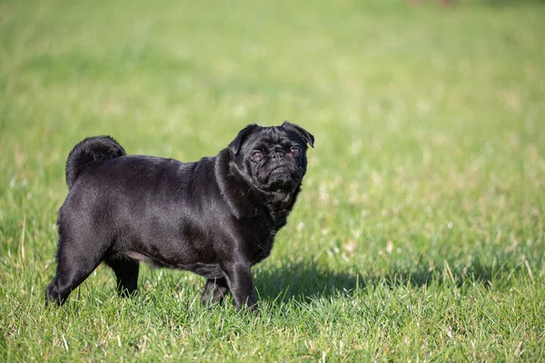 Small Black Pug Grass Looking Camera — Fotografia de Stock