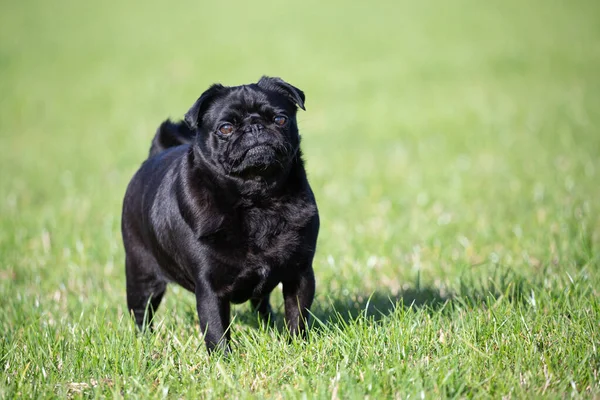 Small Black Pug Grass — Stockfoto