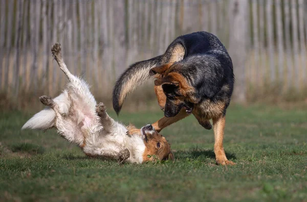 Very Funny Picture German Shepard Sheltie Dogs Playing Grass Having — Φωτογραφία Αρχείου