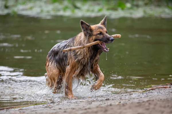 Wet German Shepherd Stick Mouth Coming Out Water — Stockfoto