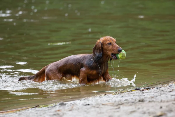 Wet Dachshund Coming Out Water Tennis Ball Mouth — Fotografia de Stock