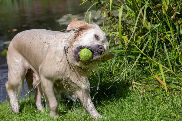 Wet Golden Retriever Tennis Ball Mouth — Fotografia de Stock