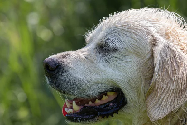 Wet Labrador Retriever Head Closeup Closed Eyes — Fotografia de Stock