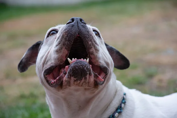 White Bulldog Looking Showing Mouth Teeth — Photo