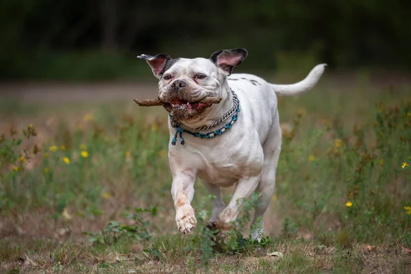 White Bulldog Running Stick Mouth Green Grass — Stock Photo, Image