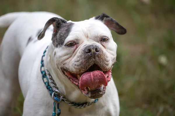 White bulldog with open mouth and tongue up