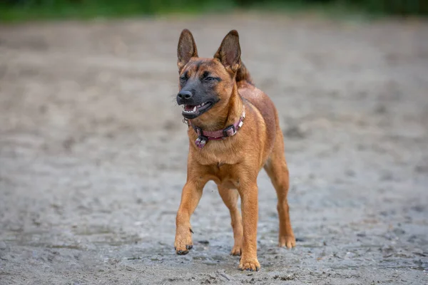 Young Puppy Alsatian German Sheperd Walking Beach Wearing Dog Collar — Zdjęcie stockowe