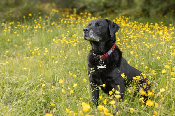 Black Labrador Retriever Standing Yellow Buttercups Looking Sideways — Stockfoto