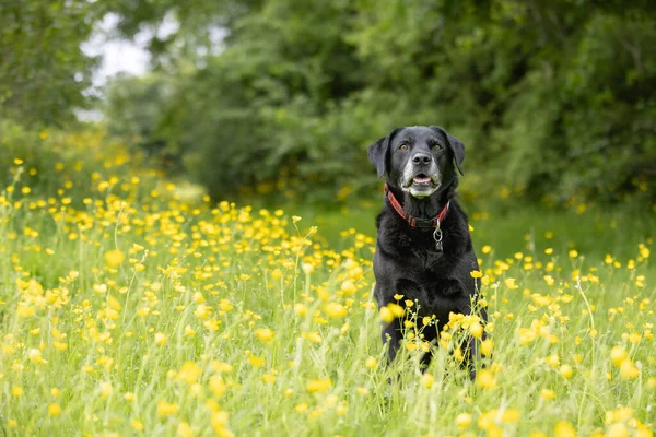 Black Labrador Retriever Sitting Grass Amongst Yellow Buttercups Looking Direct — Stockfoto