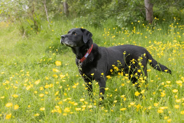 Side View Black Labrador Retriever Standing Yellow Buttercups Looking Sideways — Stockfoto