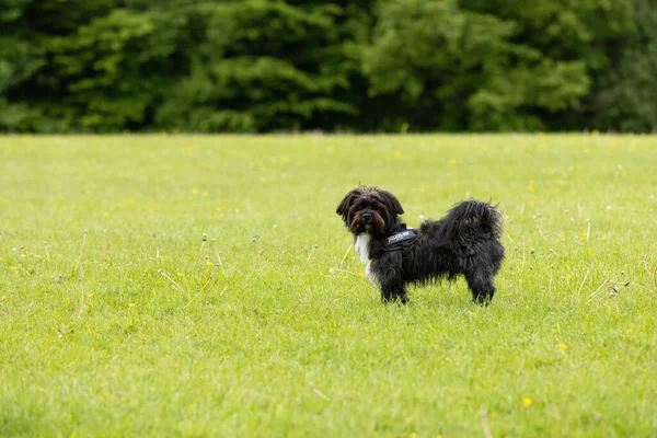 Small Black White Dog Standing Grass Looking Camera Dog Park — Fotografia de Stock