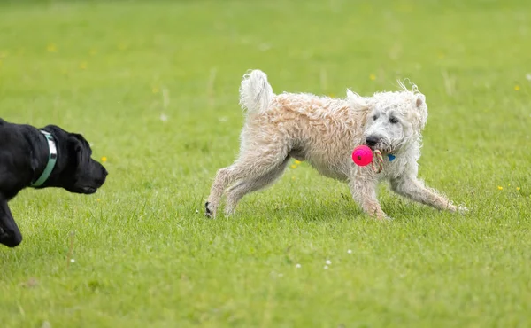 White Labradoodle Grass Red Toy Mouth Getting Chased Black Dog — Foto de Stock