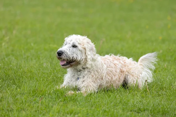 White Labradoodle Lying Grass Dog Park — Stockfoto