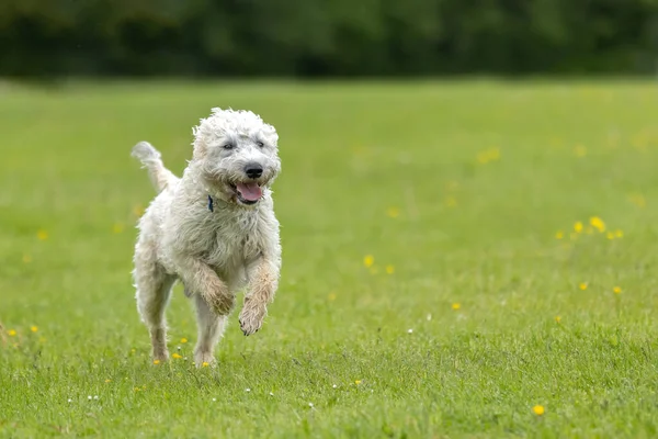 White Labradoodle Running Jumping Grass Tongue Out Front Paws Air — Fotografia de Stock