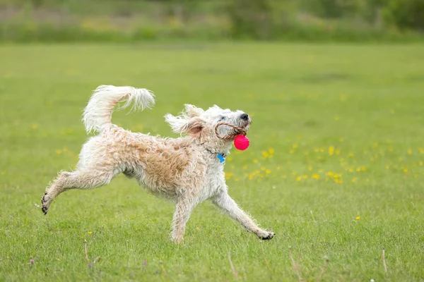 White Labradoodle Running Grass Red Toy Mouth Dogs Having Fun —  Fotos de Stock