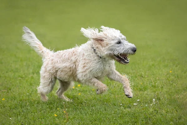 White Labradoodle Running Grass Tongue Out Front Paws Air — Fotografia de Stock