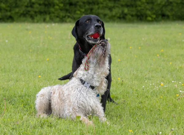 White Labradoodle Trying Grab Red Toy Black Labrador Dogs Having — Photo