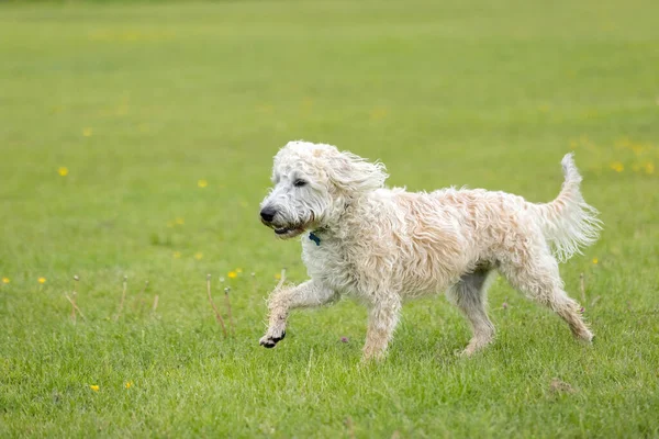 White Labradoodle Running Grass Fur Wind — Fotografia de Stock