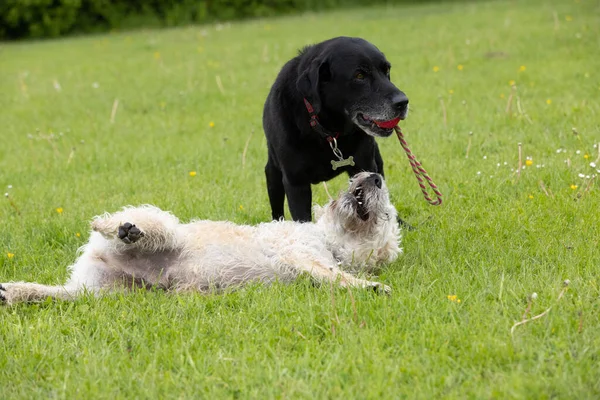 White Labradoodle Trying Grab Red Toy Black Labrador While Lying — Foto de Stock