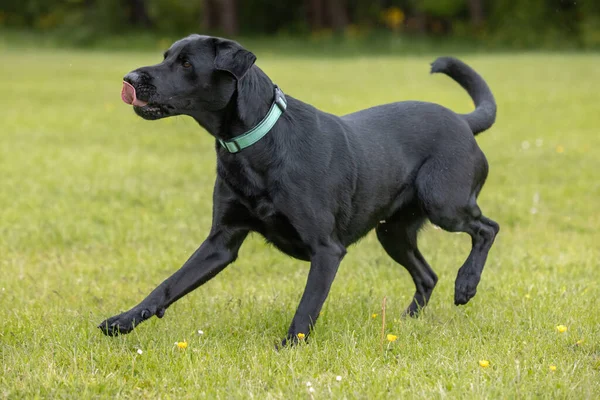 Young Black Labrador Wearing Collar Running Grass Tongue Sticking Out — Stockfoto