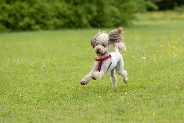 Cute Small Light Brown Trimmed Poodle Red Harness Running Grass — Stock fotografie