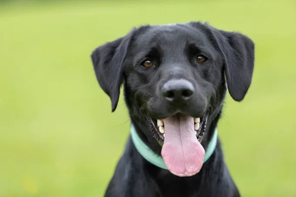 Young Black Labrador Retriever Collar Looking Camera Tongue Sticking Out — Stockfoto