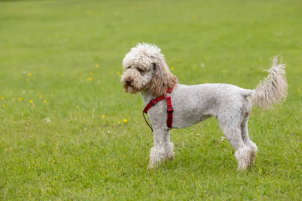 Cute Small Light Brown Trimmed Poodle Red Harness Standing Posing — Fotografia de Stock